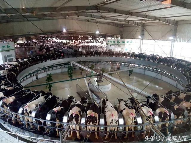 禹城网红西瓜节,辛店沙河西瓜节