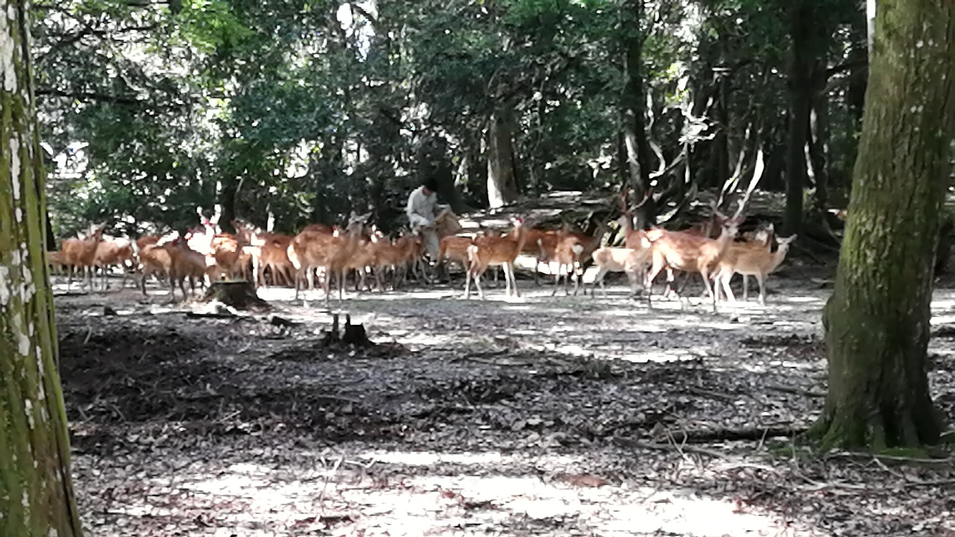 日本奈良亲子旅拍,日本游奈良小鹿