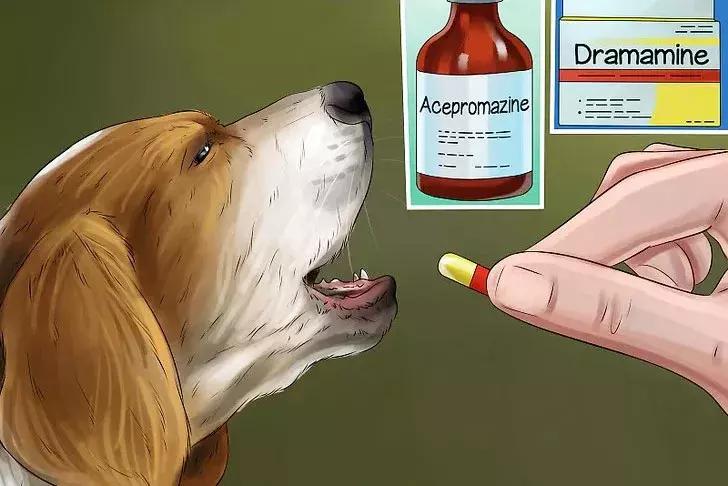 猫狗晕车淌口水,猫狗坐车需要注意什么