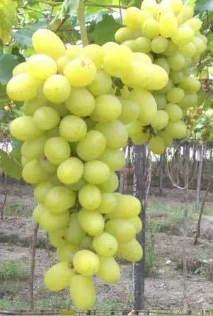 上海周边哪里摘葡萄最好,今夏去哪里玩好