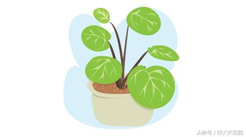 新房如何快速除甲醛和异味,怎么能有效的除甲醛呢