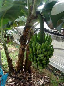 香蕉帝王蕉图片,粉蕉金蕉