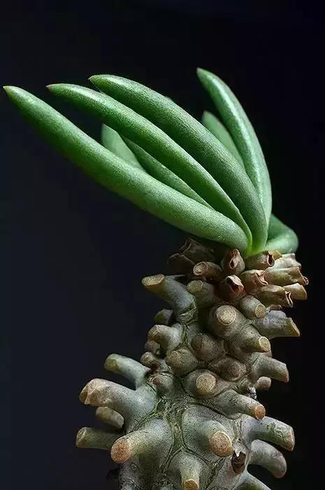 毛骨悚然！淄博家有养多肉的人快看，特别是有小孩的……