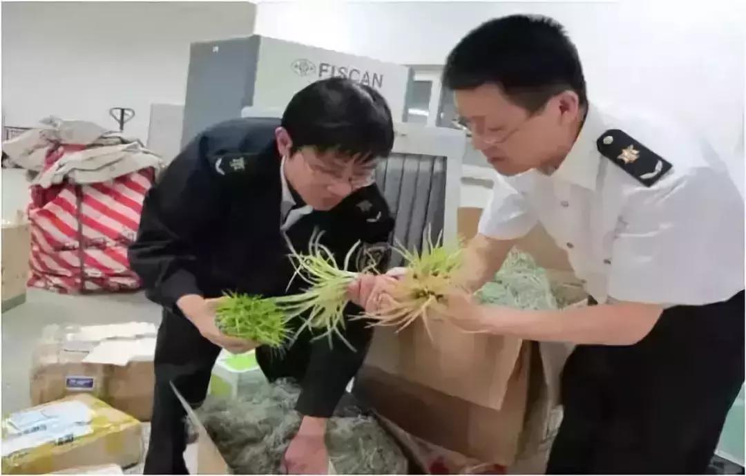 毛骨悚然！淄博家有养多肉的人快看，特别是有小孩的……