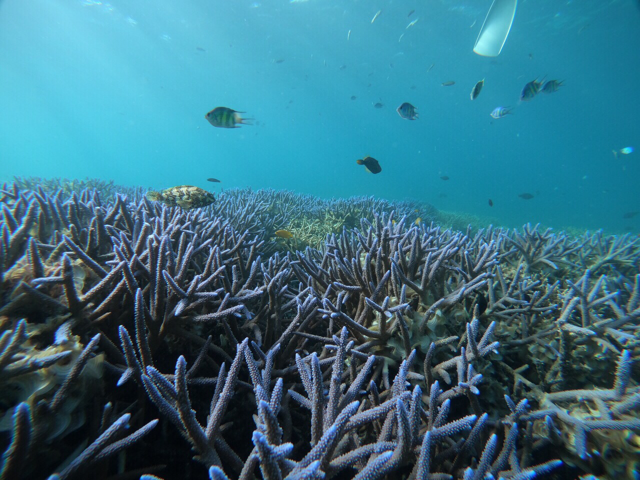 帕劳旅游最美风景攻略,帕劳全球海岛旅游