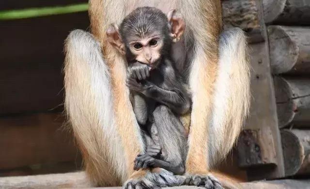 春节广州长隆旅游攻略带孩子,广州长隆动物园两日游亲子游攻略