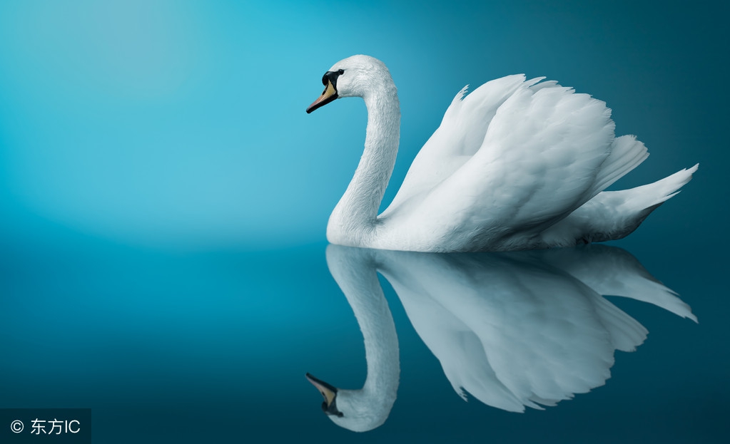 4-6岁儿童必背古诗咏鹅,咏鹅古诗朗诵儿歌