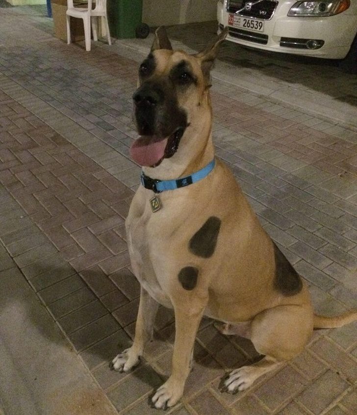 狗狗叼个东西不愿意放,狗狗叼过来的东西他们不觉得脏吗