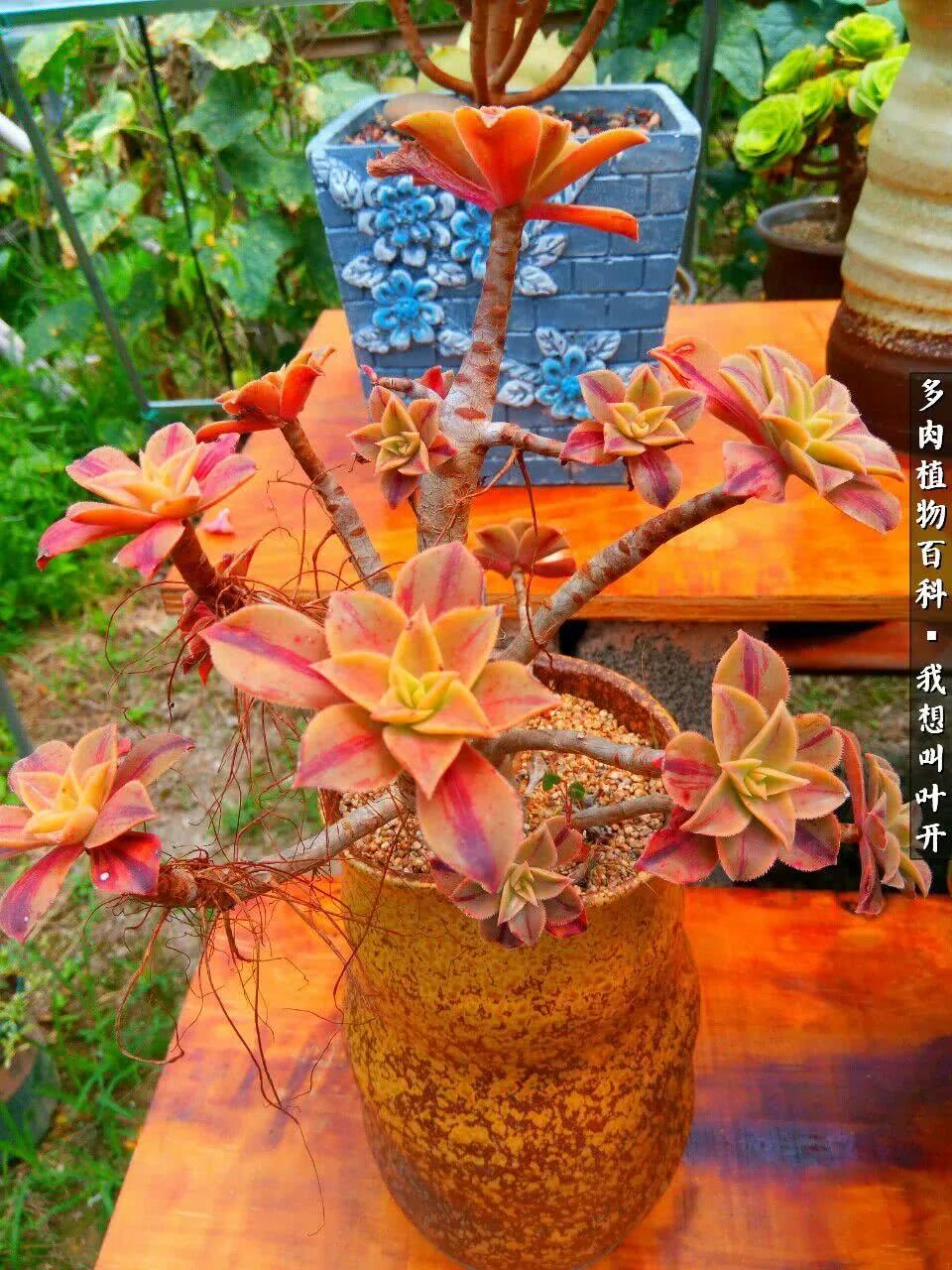 最好养的法师有哪几种,哪种法师既好看又好养