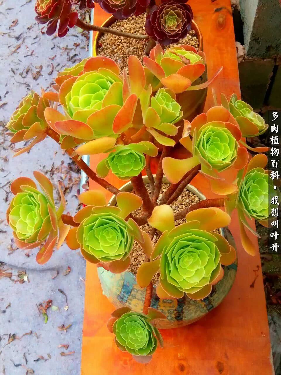 最好养的法师有哪几种,哪种法师既好看又好养