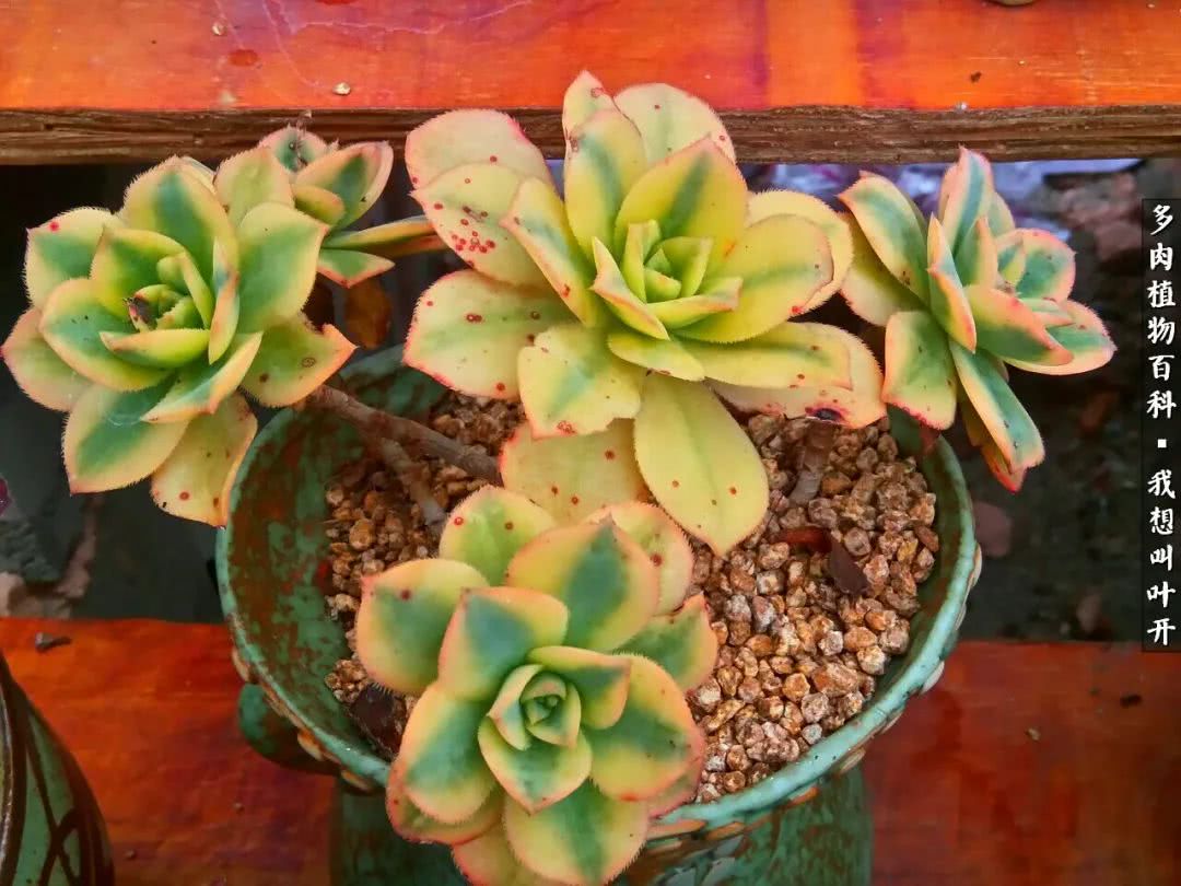 最好养的法师有哪几种,哪种法师既好看又好养