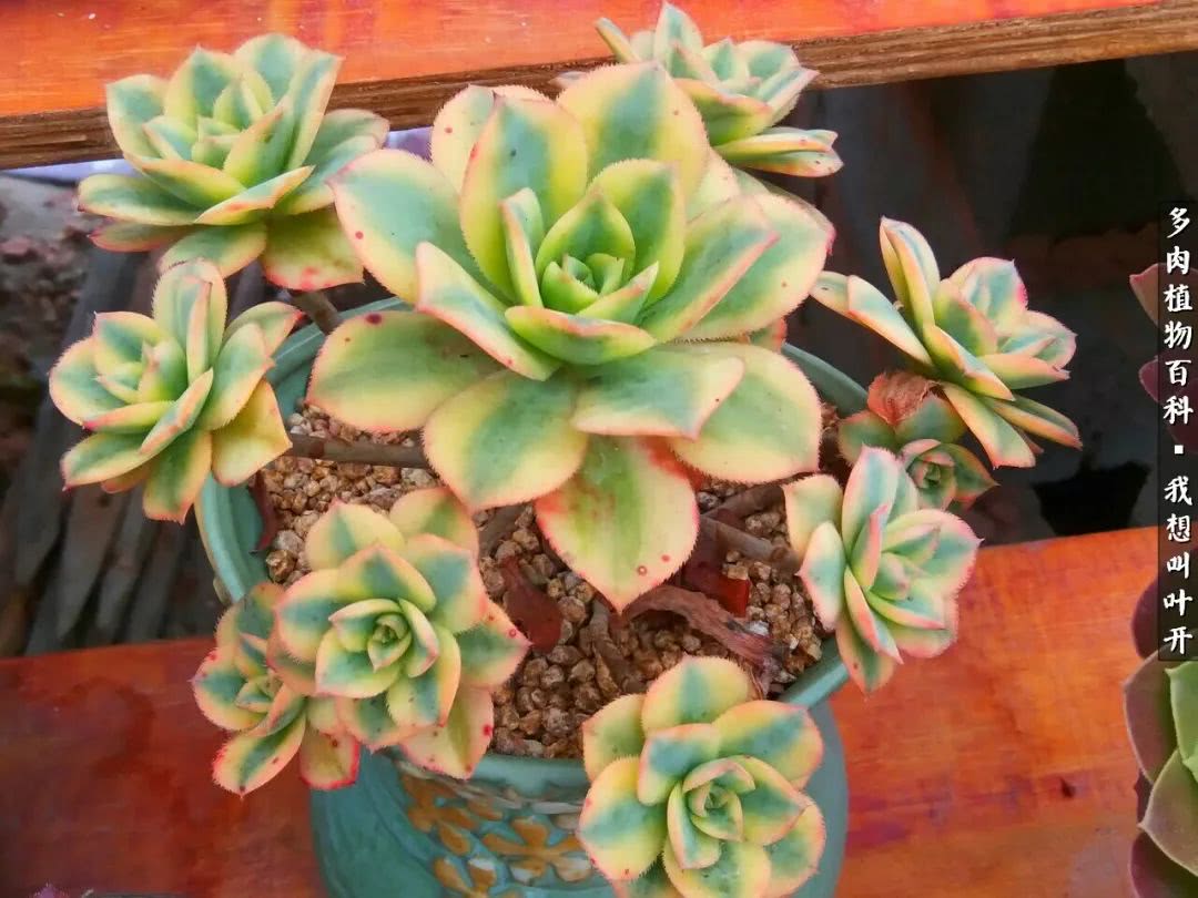 最好养的法师有哪几种,哪种法师既好看又好养