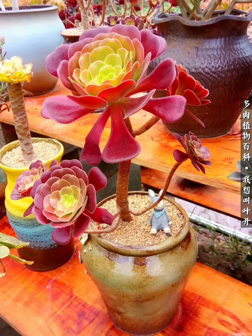 最好养的法师有哪几种,哪种法师既好看又好养