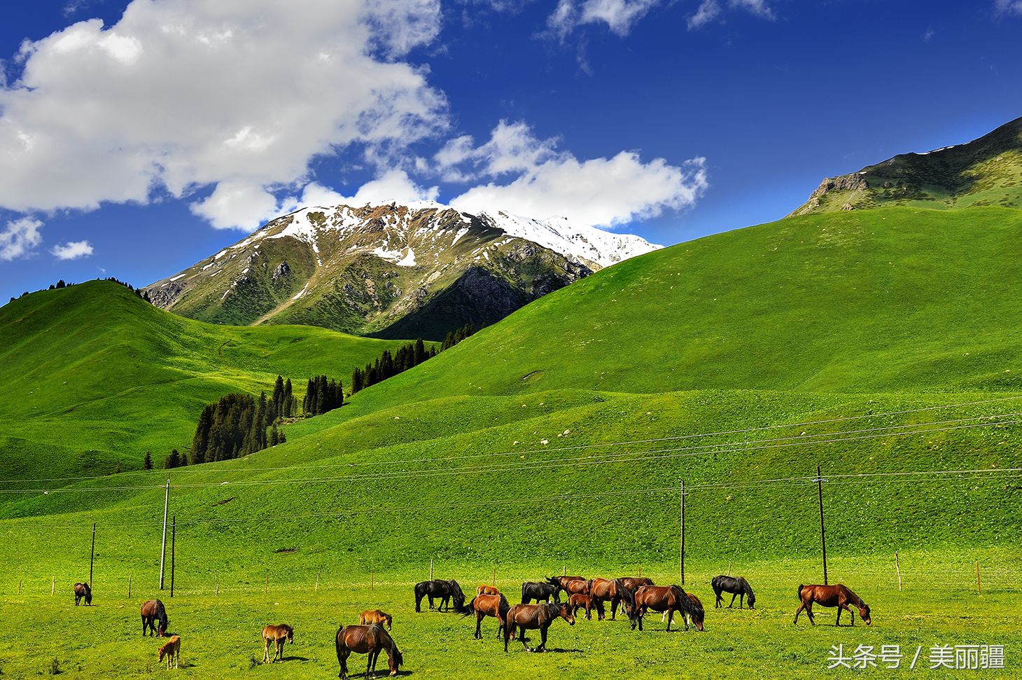 新疆黑蜂基地伊犁,新疆尼勒克县黑蜂蜂蜜