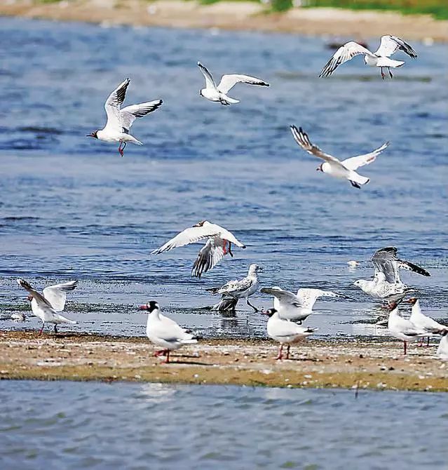 疫苗造假？！就地封存！这可是人用的｜早安，哈尔滨！