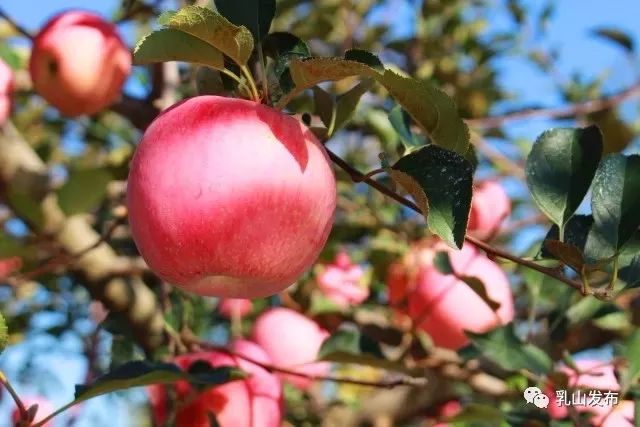 山东乳山十大名村,乳山十大名吃排行榜