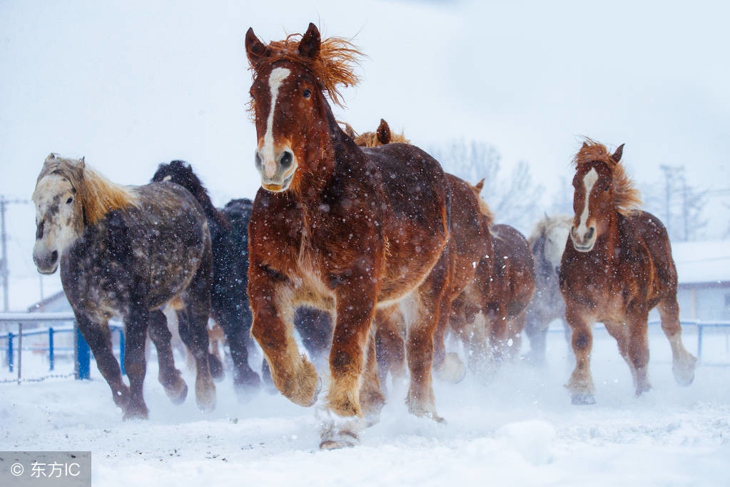 今夜暴风雪的语录,今夜暴风雪在线播放