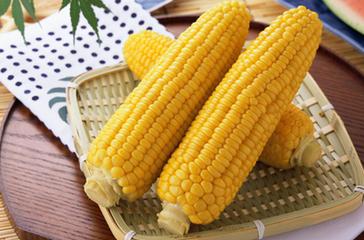 玉米百科知识大全儿童,甜糯玉米到底是甜玉米还是糯玉米