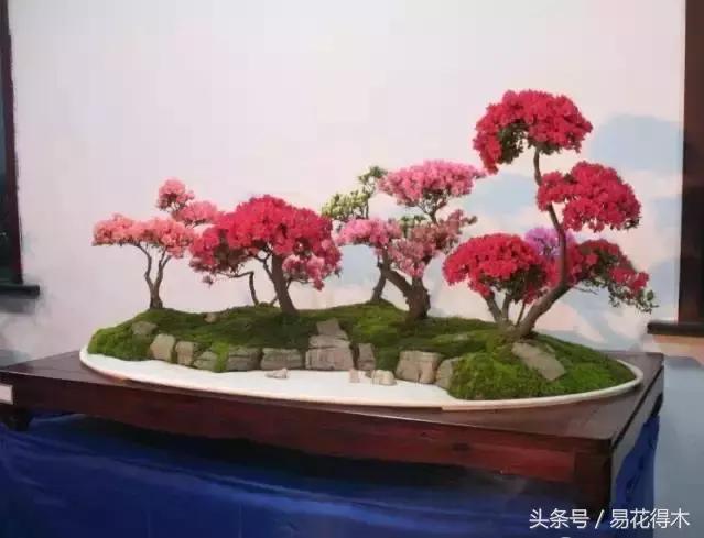 杜鹃花夏鹃品种有哪些特点,杜鹃花的夏鹃怎么养好