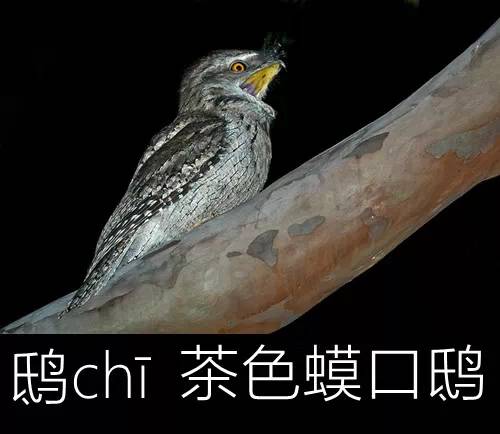 带你认识几个主播,带你认识几种常见的野菜