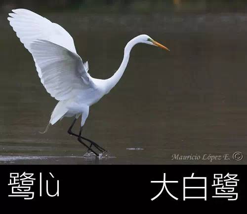 带你认识几个主播,带你认识几种常见的野菜