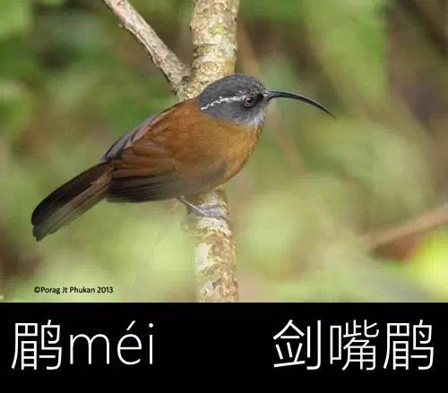 带你认识几个主播,带你认识几种常见的野菜