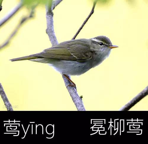 带你认识几个主播,带你认识几种常见的野菜