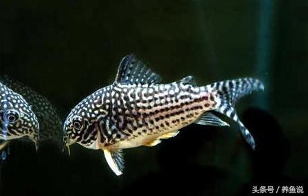 老鼠鱼观赏鱼能养多大,老鼠鱼怎么养才能爆缸