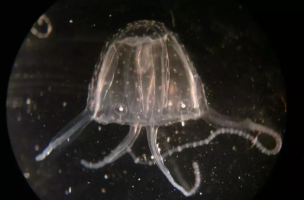 14级剧痛怪症的真相,却是指甲盖大小的透明幽灵