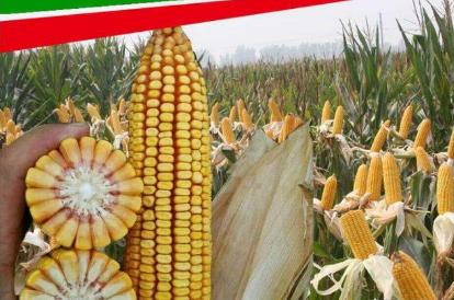 先玉335玉米生长期是多少天,比先玉335增产幅度最高的玉米品种