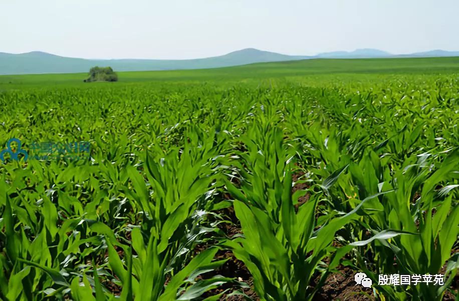 内蒙古三件套特产,推荐内蒙特产的一句话