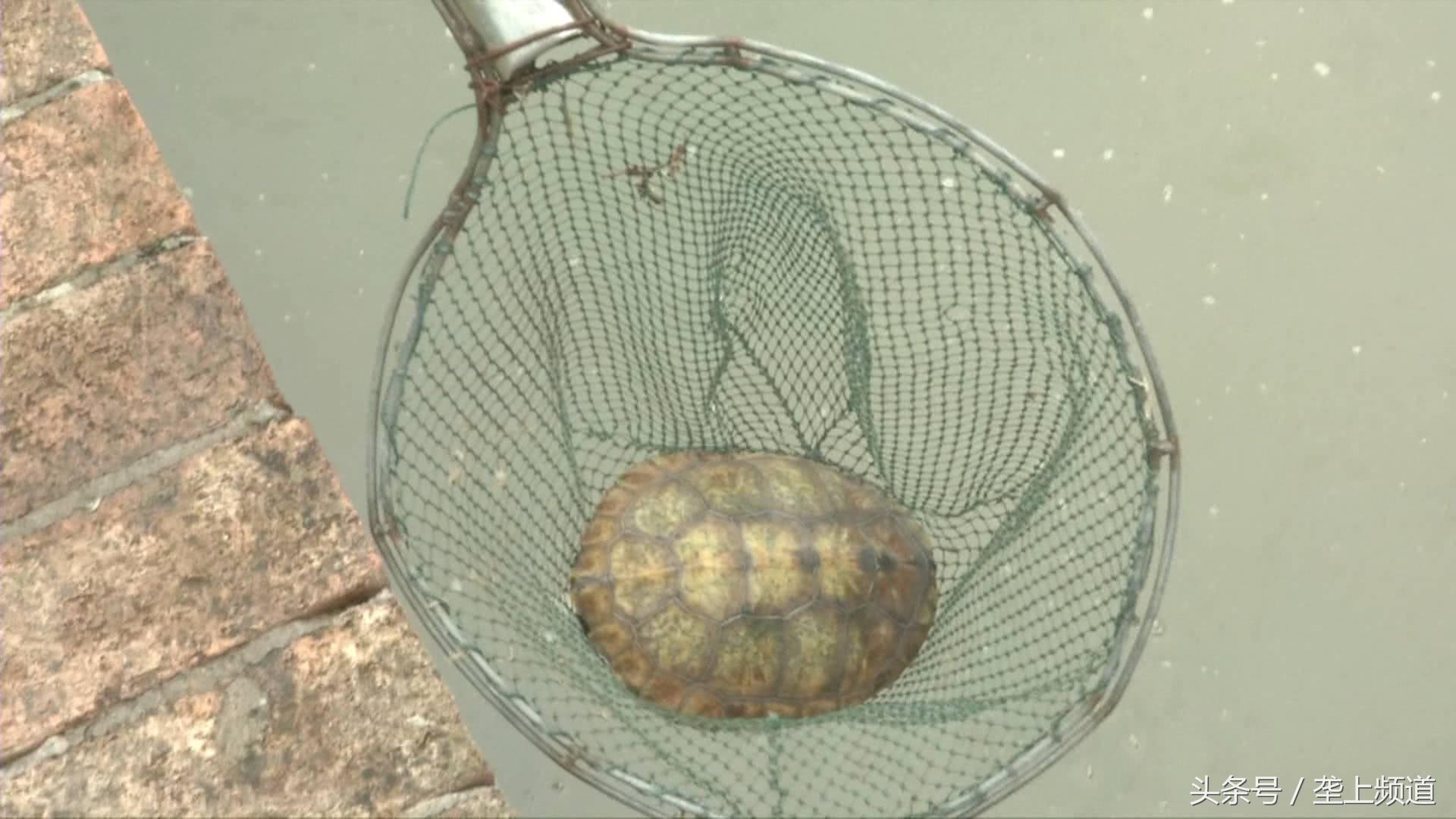 一只养了20年的老龟,一个养龟爱好者养的龟