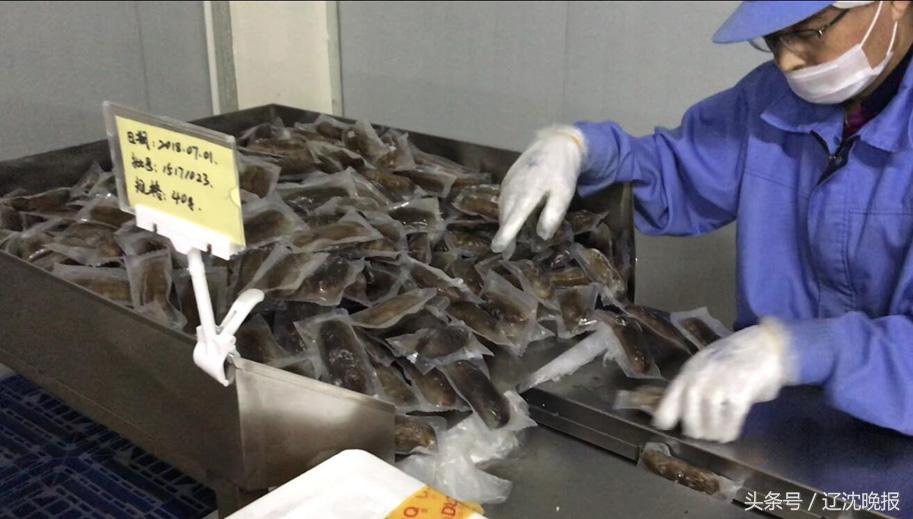 辽宁大连底播海参年产量,大连海参年产量