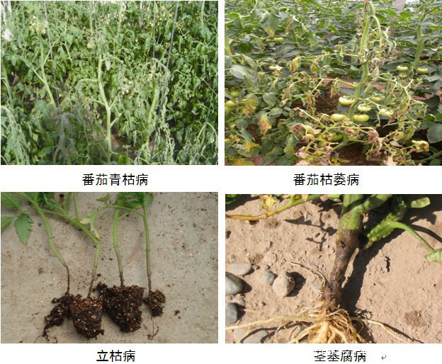 青枯病的防治方法,防治茄子青枯病都有哪些药