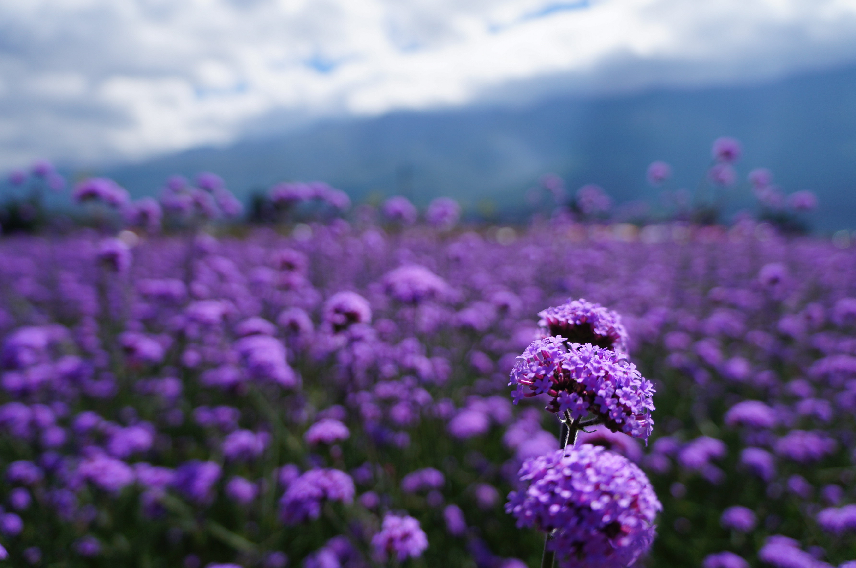 紫色的薰衣草既神秘又浪漫,优雅紫色熏衣草