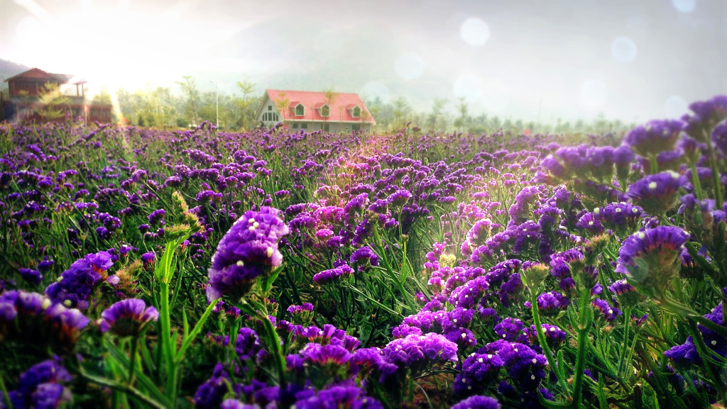 紫色的薰衣草既神秘又浪漫,优雅紫色熏衣草