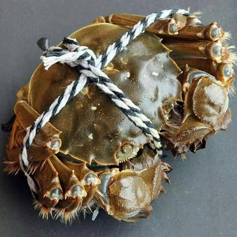 大闸蟹买阳澄湖还是固城湖好,活蟹正宗固城湖大闸蟹