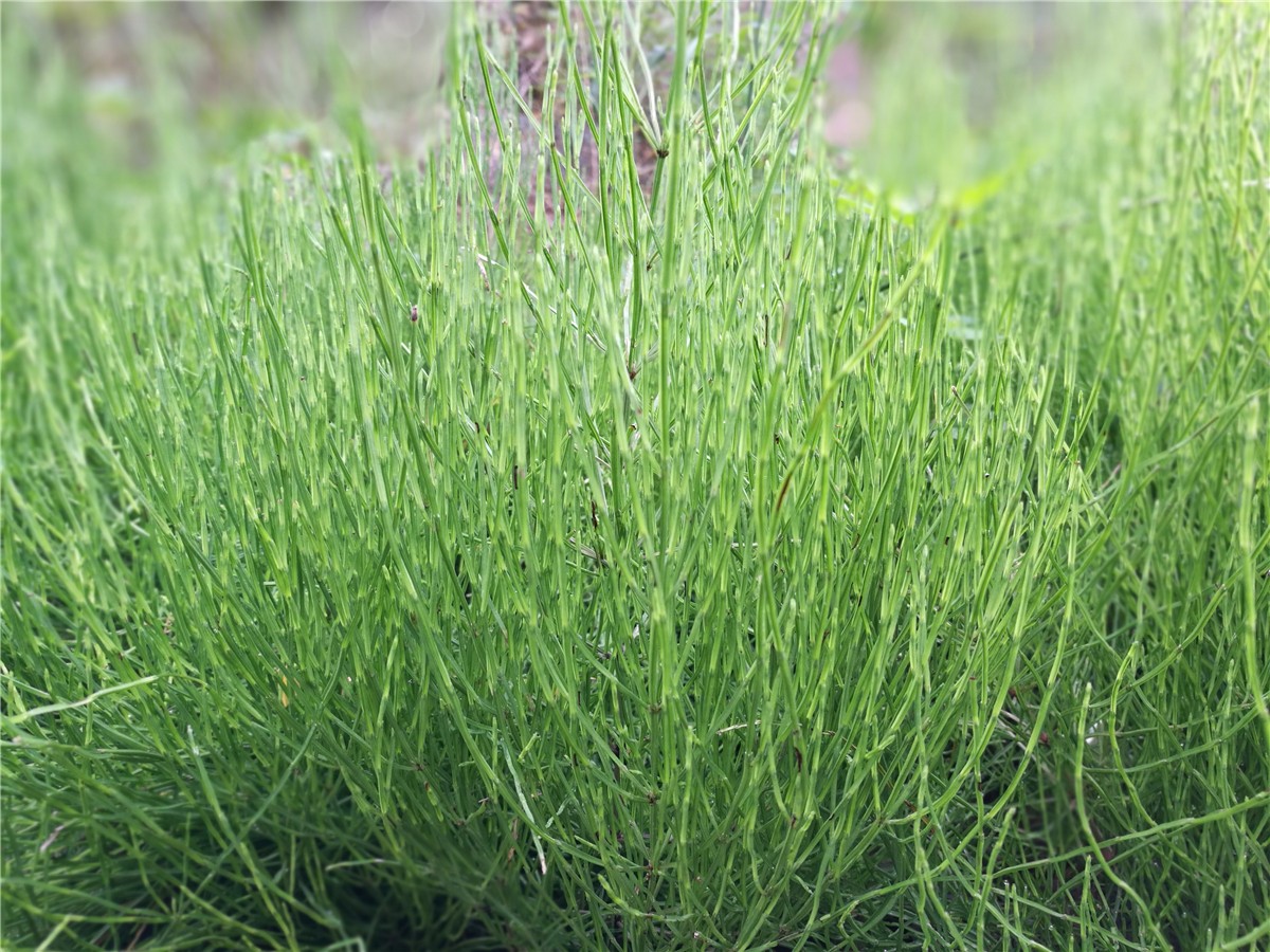 农村常见的这种野草，没有叶子，不能用力摸，会断成一节一节