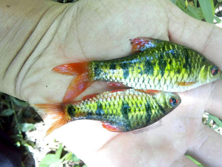 溪流钓常见的鱼,野钓常见的小鱼