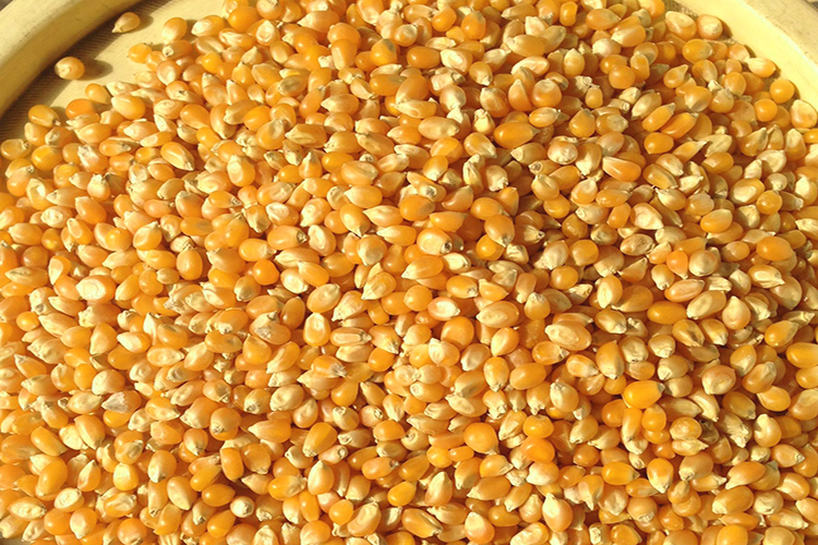 玉米粒加饲料喂小鸡,自制玉米粒钓鲤鱼草鱼加糖可以吗