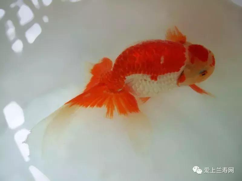 日本金鱼品种大全,日本东京金鱼多少钱一条