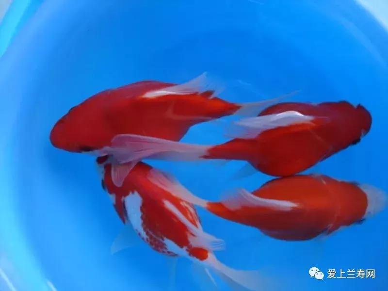 日本金鱼品种大全,日本东京金鱼多少钱一条