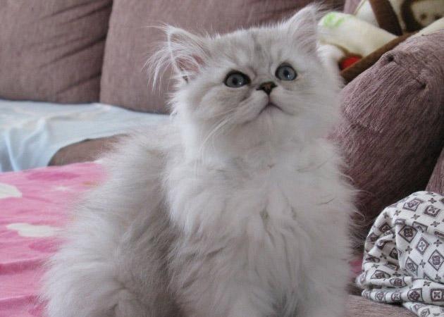 养猫咪驱虫药怎么用,养猫咪怎么预防寄生虫