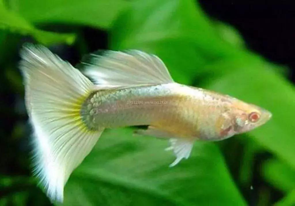 孔雀鱼尾巴开叉可以剪吗,孔雀鱼尾巴开叉了怎么恢复