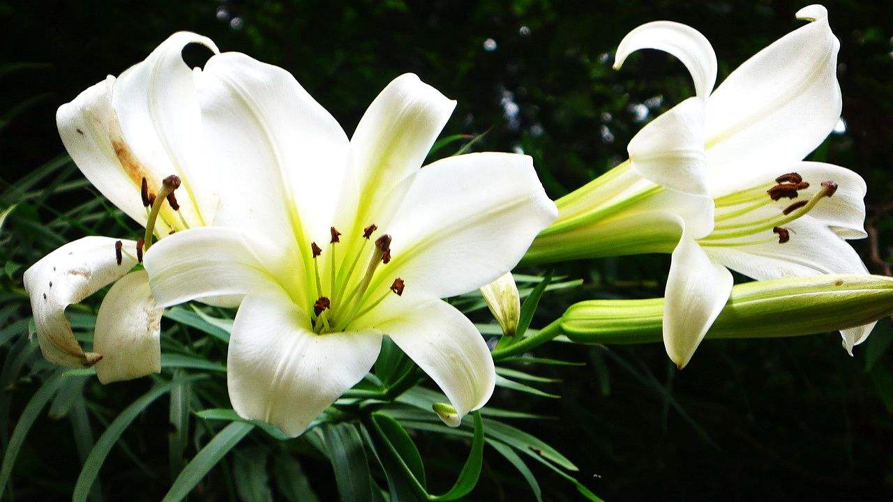 百合花冬天怎么管理,夏季开过的百合花如何管理