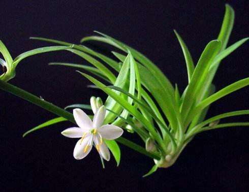 吊兰水培记住这4点长势很旺盛,水培吊兰快速生根液正确使用方法