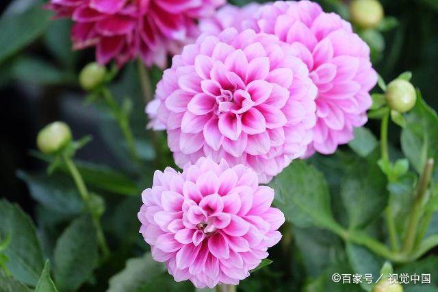 新种植的大丽花打蔫儿怎么办,做到这几点是关键