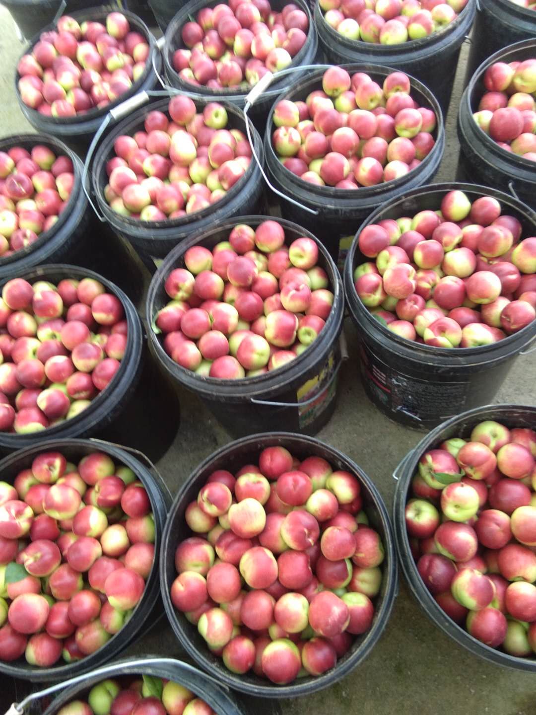 枣油桃产地优点,枣油桃产品介绍