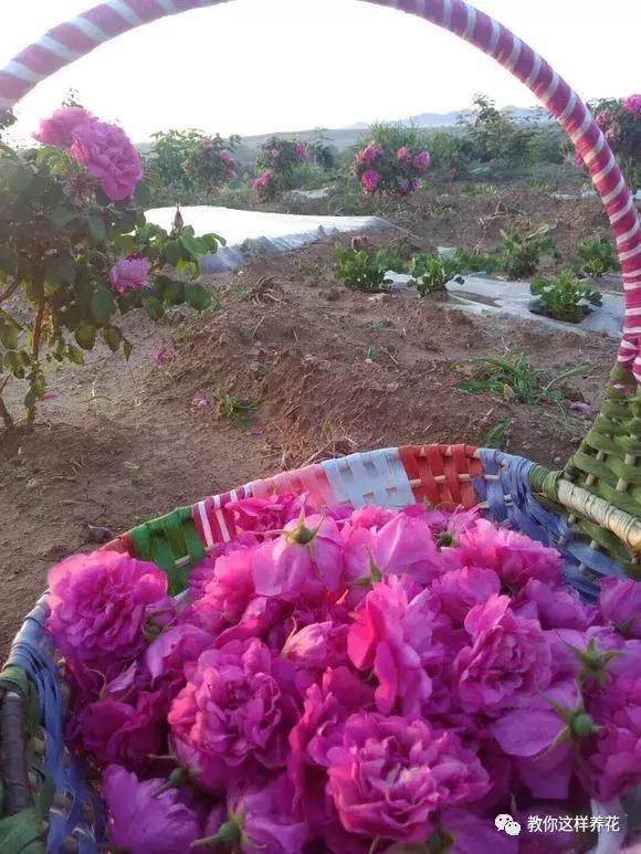 绿萝吊兰怎么养才能开花,比绿萝吊兰还好养的5种花