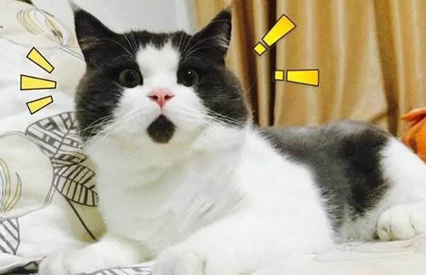 灞卞寰俊杞彂璇煶琚獥,灞卞寰俊璇煶琚洍